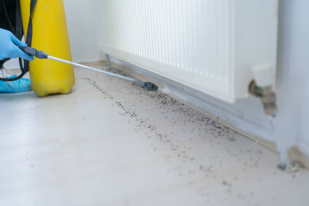 Best Wasp Removal Services  in Martha Lake, WA